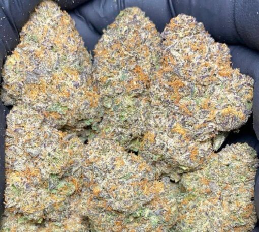 Gelato 43